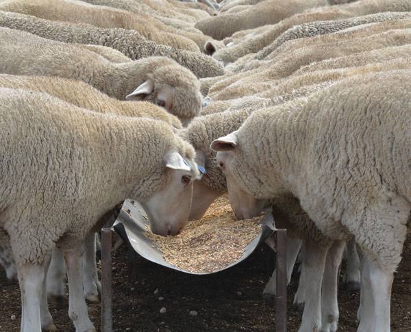 Cattle Feed